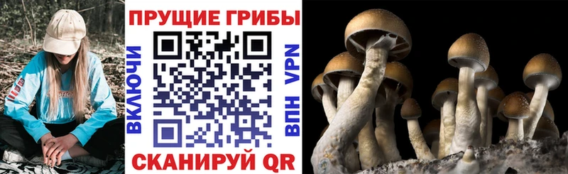 Псилоцибиновые грибы GOLDEN TEACHER  Котовск 